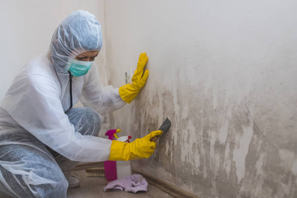 Best Attic Mold Removal  in Glenns Ferry, ID