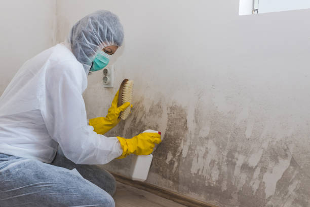 Home Mold Removal in Glenns Ferry, ID