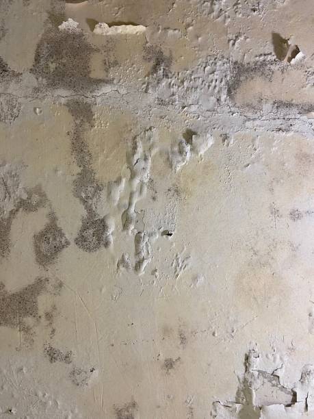 Best Home Mold Removal  in Glenns Ferry, ID