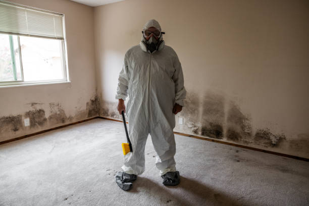 Mold Removal Process in Glenns Ferry, ID