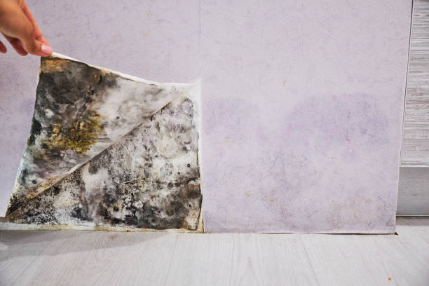 Best Best Mold Removal Companies  in Glenns Ferry, ID